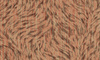 Tapeta Arte Moooi Extinct Animals - Blushing Sloth MO2042