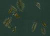 Fototapeta Wall & Deco - Phytogenesis WDPH1702
