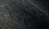 Tapeta Arte Moooi Extinct Animals - Calligraphy Bird MO2013