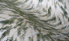Tapeta Arte Moooi Extinct Animals - Blushing Sloth MO2043