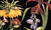 Fototapeta One Wall Design - CUGLIERI MUT 210952-1