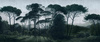 Fototapeta Dekorami - Italian Pines dusk