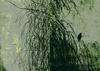 Fototapeta Wall & Deco - Alba Salix WDAS1802