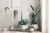 Donica Bolia Grove Flowerpot Ø17, H60 cm