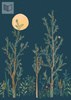 Panel Caselio Green Life -  Midnight Walk GNL101666520