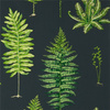 Tapeta Sanderson Glasshouse - Fernery 216634