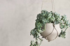 Donica Bolia Grove Flowerpot Ø17, H60 cm