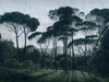 Fototapeta Dekorami - Italian Pines dusk
