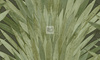 Tapeta Arte Selva - Abanico 34001