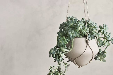 Donica Bolia Grove Flowerpot Ø17, H60 cm